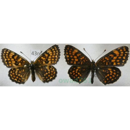 Melitaea athalia (Rottemburg, 1775) pair Przeplatka atalia Poland43n